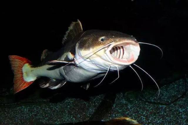 phractocephalus hemioliopterus)又名军舰鸭嘴,红尾鸭嘴鲶鱼,红尾鲶