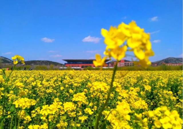 的 还有非非非常重要的一点要跟大家说的 山东交通学院油菜花海遭踩