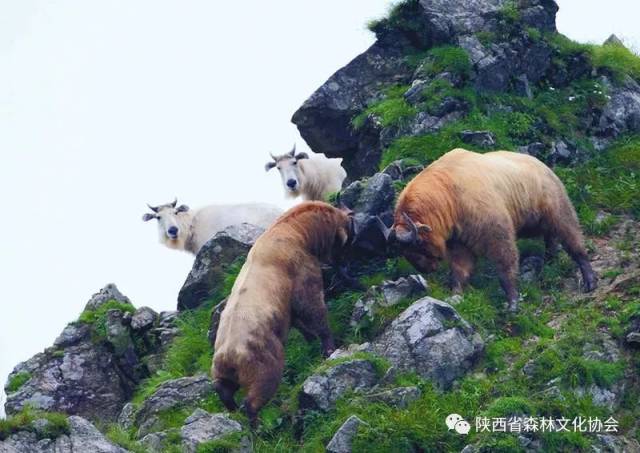 秦岭四宝之一 野生羚牛下山觅食"赏春景"