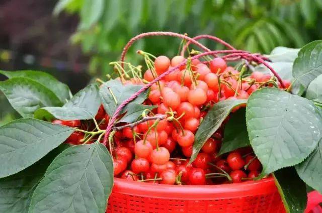 樱桃红了！2018四川最全樱桃采摘清单，拿走不谢！