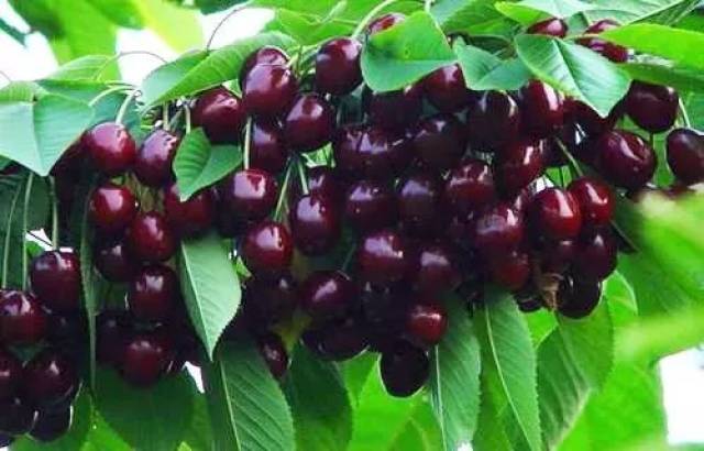 樱桃红了！2018四川最全樱桃采摘清单，拿走不谢！