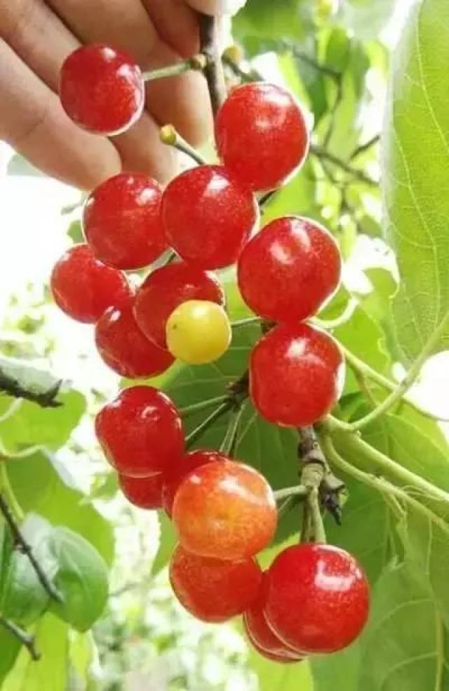 樱桃红了！2018四川最全樱桃采摘清单，拿走不谢！