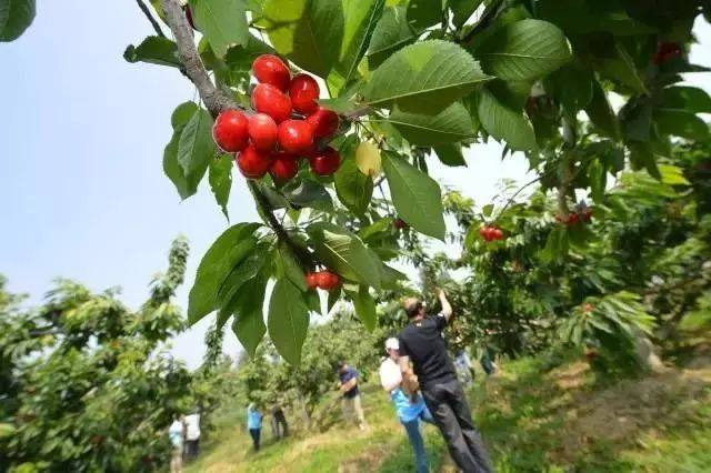 樱桃红了！2018四川最全樱桃采摘清单，拿走不谢！