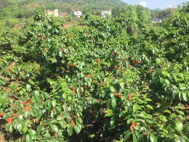 樱桃红了！2018四川最全樱桃采摘清单，拿走不谢！