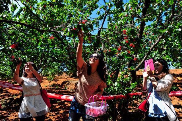 樱桃红了！2018四川最全樱桃采摘清单，拿走不谢！