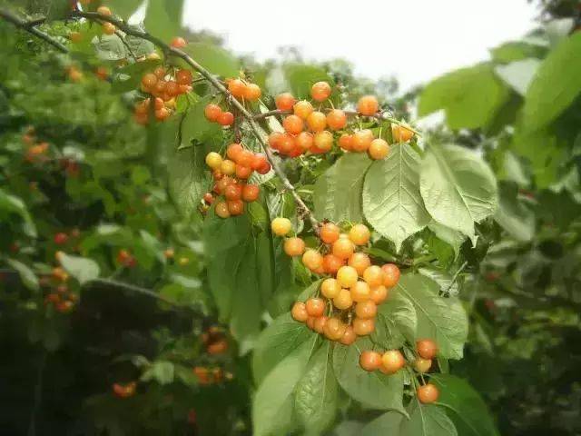 樱桃红了！2018四川最全樱桃采摘清单，拿走不谢！