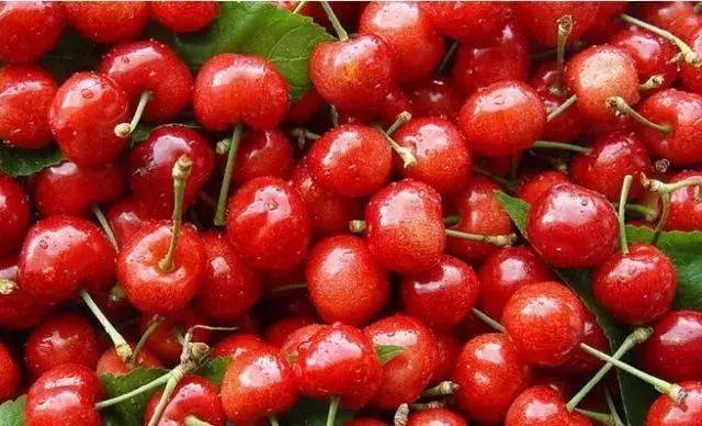 樱桃红了！2018四川最全樱桃采摘清单，拿走不谢！