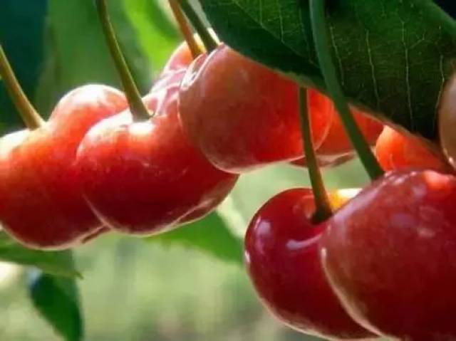 樱桃红了！2018四川最全樱桃采摘清单，拿走不谢！