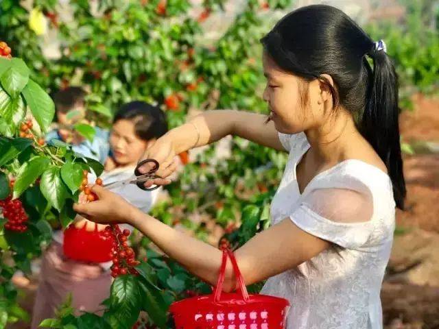 樱桃红了！2018四川最全樱桃采摘清单，拿走不谢！