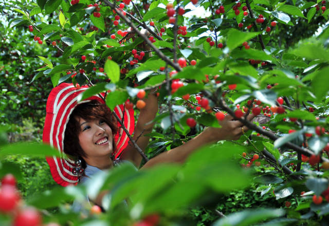 樱桃红了！2018四川最全樱桃采摘清单，拿走不谢！