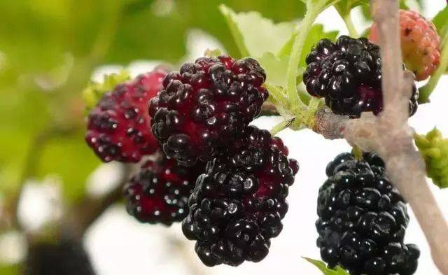 樱桃红了！2018四川最全樱桃采摘清单，拿走不谢！