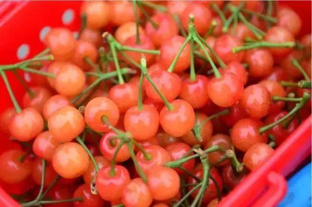 樱桃红了！2018四川最全樱桃采摘清单，拿走不谢！