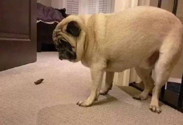 狗狗犯错后的委屈脸,是真心认错?还是在飙演技?