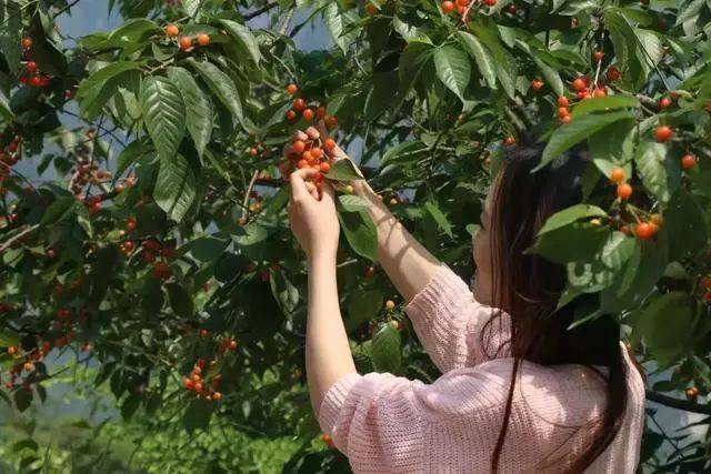 樱桃红了！2018四川最全樱桃采摘清单，拿走不谢！