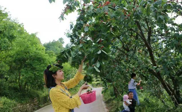 樱桃红了！2018四川最全樱桃采摘清单，拿走不谢！