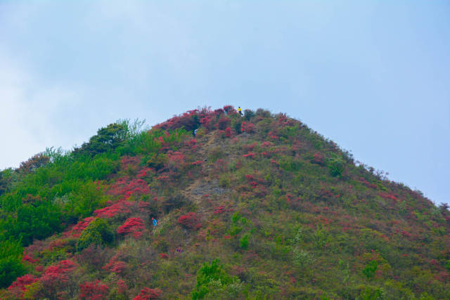 登从化通天蜡烛山,赏漫山遍野的映山红