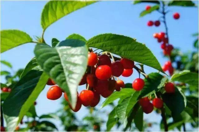 樱桃红了！2018四川最全樱桃采摘清单，拿走不谢！