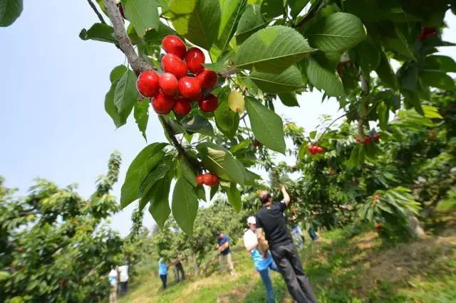 樱桃红了！2018四川最全樱桃采摘清单，拿走不谢！