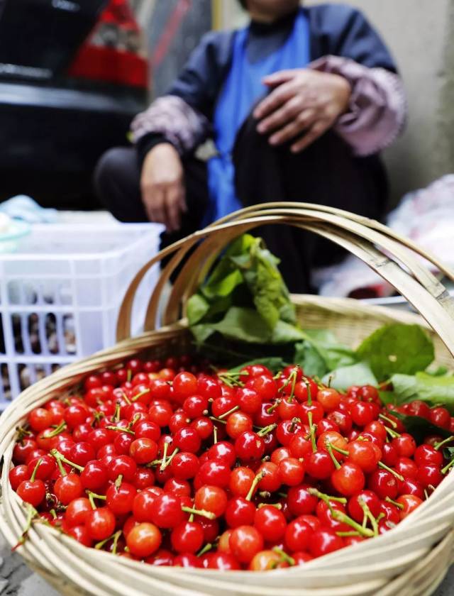 樱桃红了！2018四川最全樱桃采摘清单，拿走不谢！