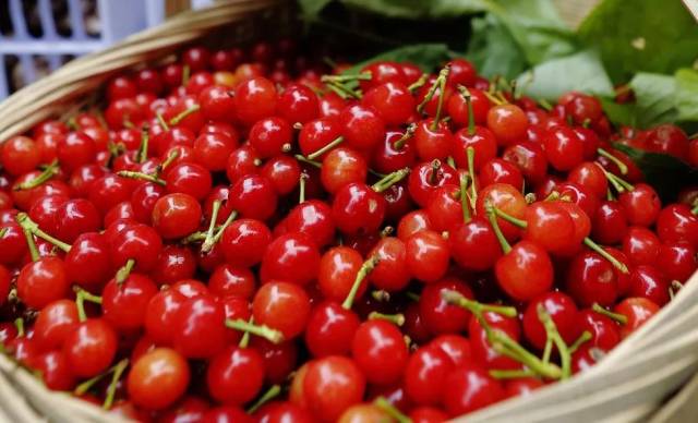 樱桃红了！2018四川最全樱桃采摘清单，拿走不谢！