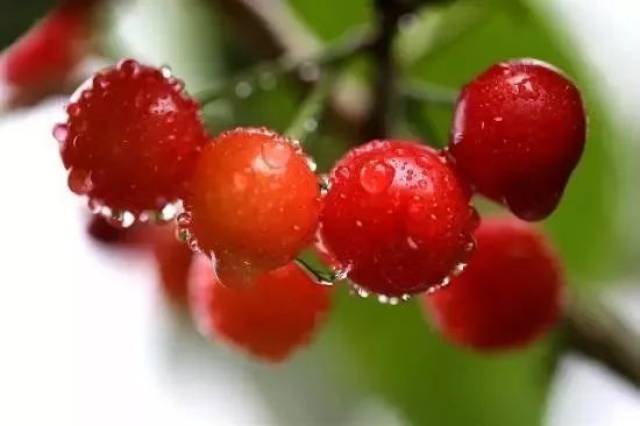 樱桃红了！2018四川最全樱桃采摘清单，拿走不谢！