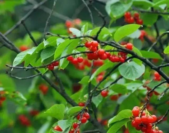 樱桃红了！2018四川最全樱桃采摘清单，拿走不谢！