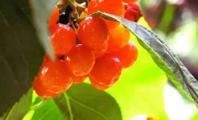 樱桃红了！2018四川最全樱桃采摘清单，拿走不谢！