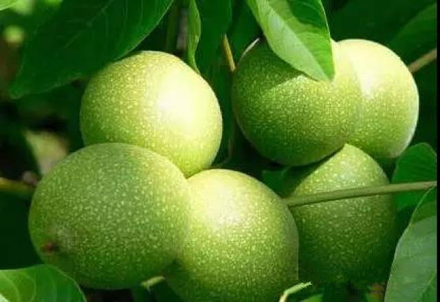 青皮核桃怎么泡酒,青皮核桃泡酒的功效与作用