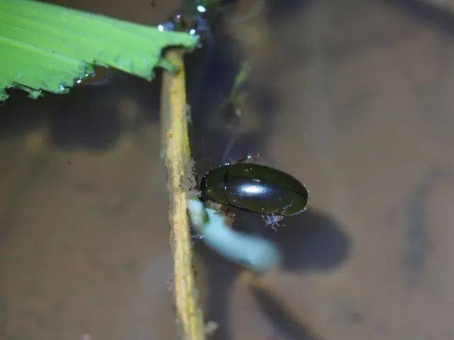 龙虱幼虫后期会在岸边筑一个小室,然后就变成一个黑黑且油亮的甲虫