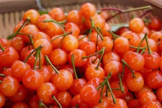 樱桃红了！2018四川最全樱桃采摘清单，拿走不谢！