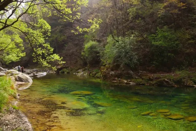 森林景区是一个以奇险著秀幽称独特景区,它是黄柏塬风景区的主要景区