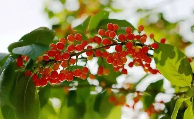 樱桃红了！2018四川最全樱桃采摘清单，拿走不谢！