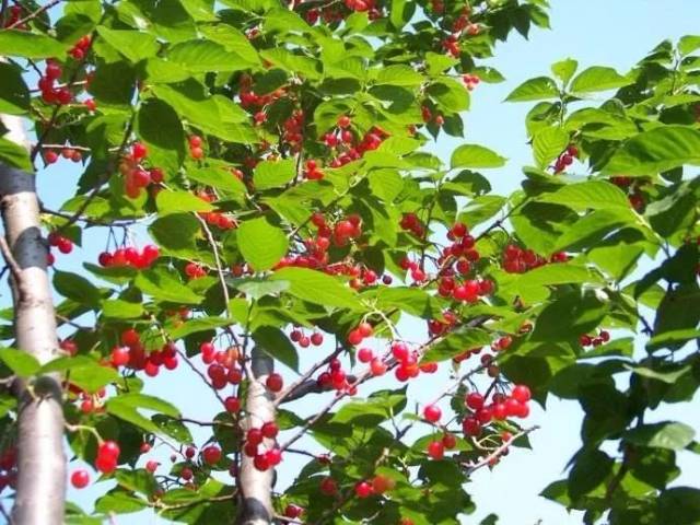 樱桃红了！2018四川最全樱桃采摘清单，拿走不谢！