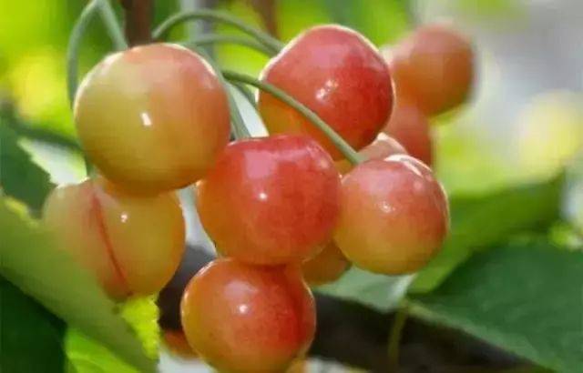 樱桃红了！2018四川最全樱桃采摘清单，拿走不谢！