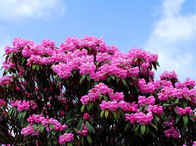 杜鹃是几月开的 75c8a85c6e1b4f639f3ecd61570a6c96.jpeg