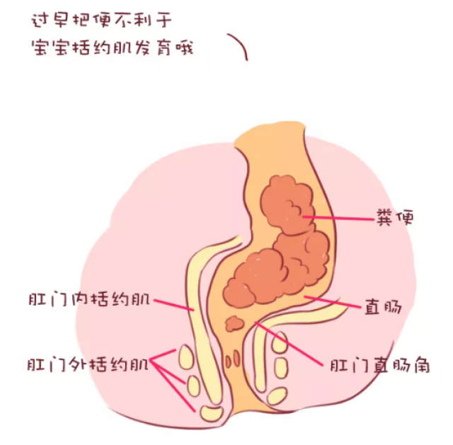 宝宝要到2~3岁时尿道括约肌和肛门括约肌 才会发育成熟 这是控制便尿