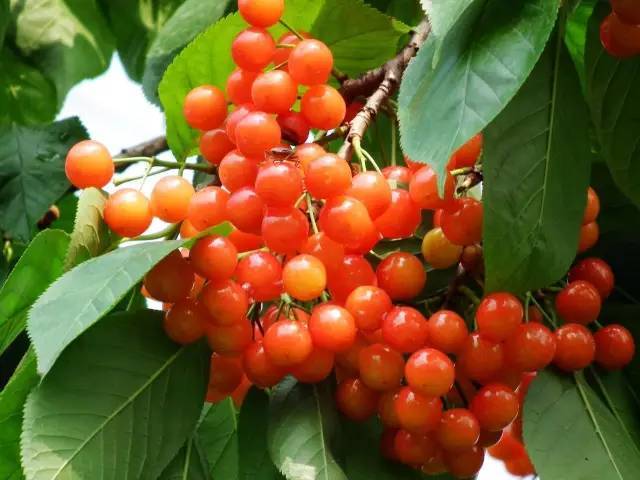 樱桃红了！2018四川最全樱桃采摘清单，拿走不谢！