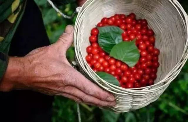 樱桃红了！2018四川最全樱桃采摘清单，拿走不谢！