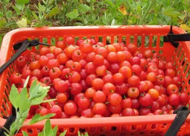 樱桃红了！2018四川最全樱桃采摘清单，拿走不谢！