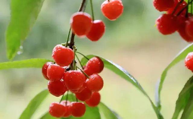 樱桃红了！2018四川最全樱桃采摘清单，拿走不谢！