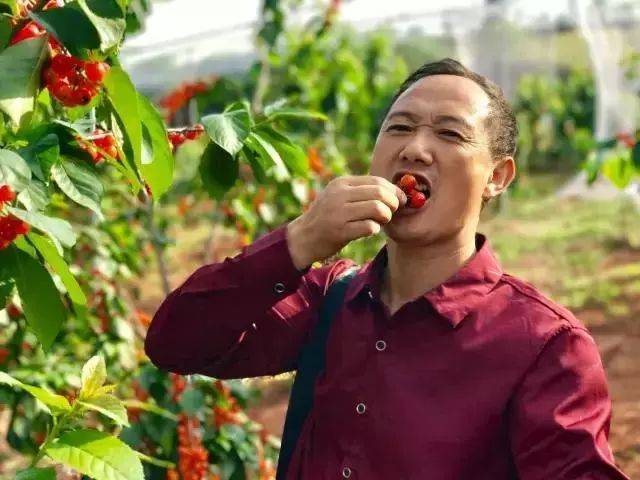 樱桃红了！2018四川最全樱桃采摘清单，拿走不谢！