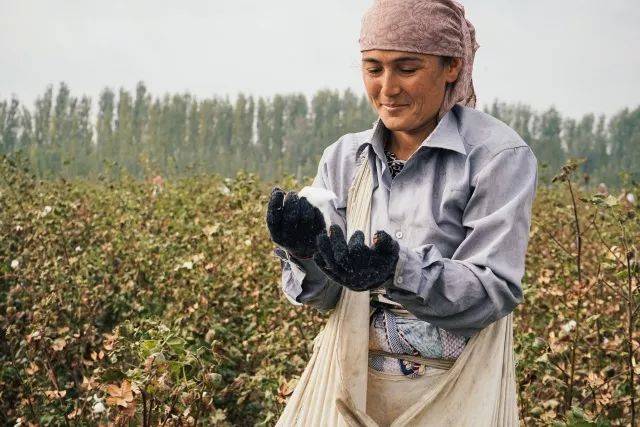 正在棉田中采棉花的女工.乌兹别克斯坦是产棉大国.