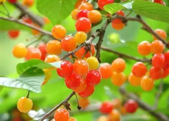 樱桃红了！2018四川最全樱桃采摘清单，拿走不谢！