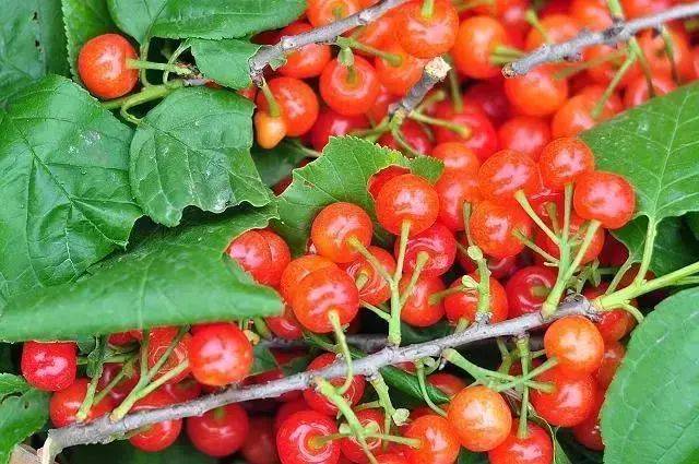 樱桃红了！2018四川最全樱桃采摘清单，拿走不谢！