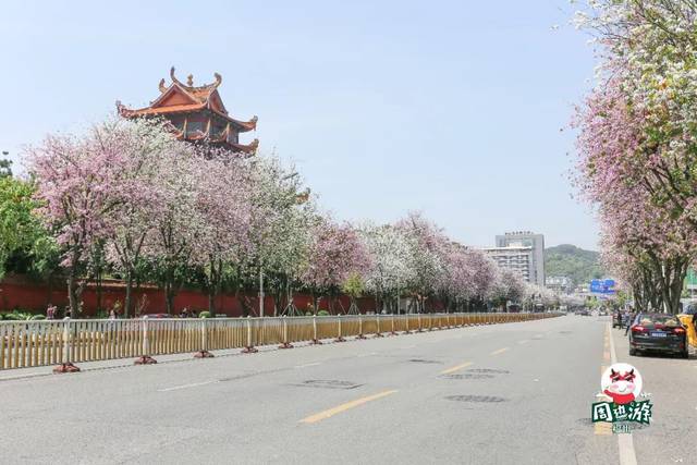 福州街头行道树直接叫板京都樱花!这次福州真的美绝了!