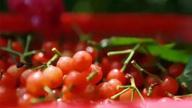 樱桃红了！2018四川最全樱桃采摘清单，拿走不谢！