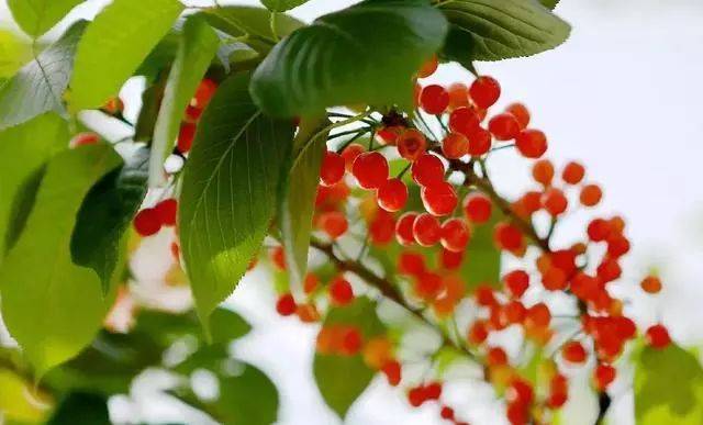 樱桃红了！2018四川最全樱桃采摘清单，拿走不谢！