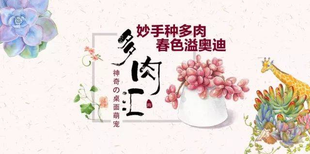 多肉植物diy,快把萌宠带回家!