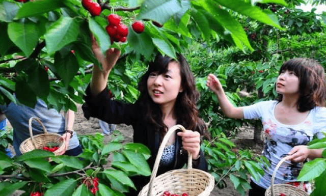 樱桃红了！2018四川最全樱桃采摘清单，拿走不谢！