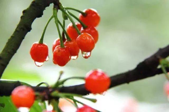 樱桃红了！2018四川最全樱桃采摘清单，拿走不谢！